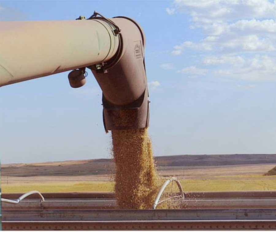oats harvesting into truck